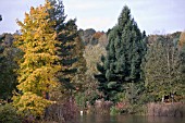 BODENHAM ARBORETUM, NOVEMBER