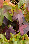 LIQUIDAMBAR STYRACIFLUA, SWEET GUM