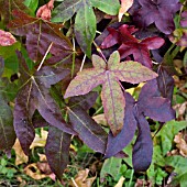 LIQUIDAMBAR STYRACIFLUA, SWEET GUM