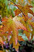 LIQUIDAMBAR STYRACIFLUA, SWEET GUM