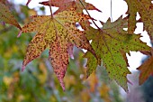 LIQUIDAMBAR STYRACIFLUA, SWEET GUM