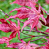 ACER PALMATUM AKA SHIGITATSU SAWA