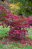 ACER PALMATUM AKA SHIGITATSU SAWA