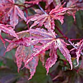 ACER PALMATUM AKA SHIGITATSU SAWA