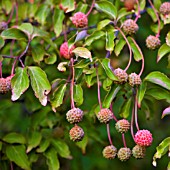 CORNUS MAS, CORNELIAN CHERRY