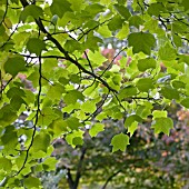 LIRIODENDRON TULIPIFERA