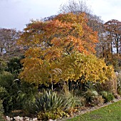 NYSSA SYLVATICA, WINTERBOURNE BOTANIC GARDEN