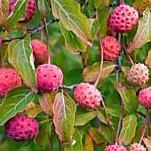 CORNUS MAS, CORNELIAN CHERRY