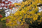 PARROTIA PERSICA, PERSIAN IRONWOOD, WINTERBOURNE BOTANIC GARDEN