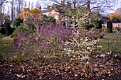 CALLICARPA JAPONICA LEUCOCARPA AND CALLICARPA BODINIERI AT WINTERBOURNE BOTANIC GARDEN