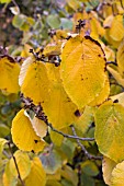 HAMAMELIS MOLLIS LEAVES