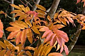 SORBUS SARGENTIANA, WINTERBOURNE BOTANIC GARDEN