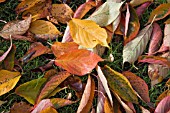 LEAVES OF PRUNUS TAIHAKU