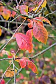 RHUS AROMATICA