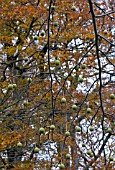 FRUIT OF DAVIDIA INVOLUCRATA, HANDKERCHIEF TREE