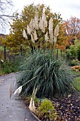 CORTADERIA SELLOANA SUNNINGDALE SILVER, BIRMINGHAM BOTANICAL GARDENS AND GLASSHOUSES