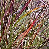 PANICUM VIRGATUM SQUAW