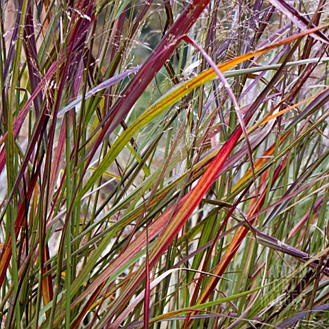 PANICUM_VIRGATUM_SQUAW