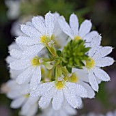 SCAEVOLA WHIRLWIND WHITE