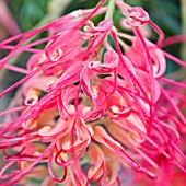 GREVILLEA ROBYN GORDON