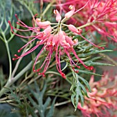 GREVILLEA ROBYN GORDON