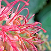 GREVILLEA ROBYN GORDON