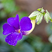 THUNBERGIA TOGOENSIS