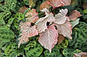 CALADIUM