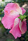 HIBISCUS ANTIE-DI