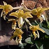 STANHOPEA ECORNUTA, ORCHID