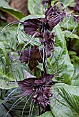 TACCA CHANTRIEREI, BAT FLOWER