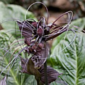 TACCA CHANTRIEREI, BAT FLOWER