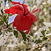 HIBISCUS ROSA-SINENSIS COOPERI