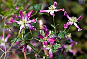 CLEMATIS  X TRITERNATA RUBROMARGINATA