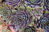 SEMPERVIVUM PURPLE BEAUTY, HOUSE LEEK