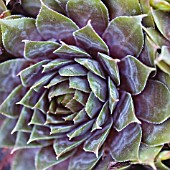 SEMPERVIVUM PURPLE BEAUTY, HOUSE LEEK