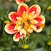 DAHLIA POOH WITH HONEYBEES