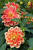 DAHLIA RITA SHRIMPTON