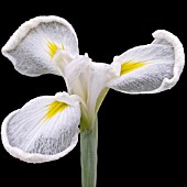 IRIS ENSATA ALBA ON BLACK BACKGROUND