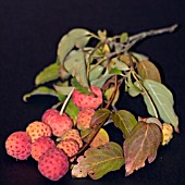 CORNUS MAS, CORNELIAN CHERRY, ON BLACK BACKGROUND