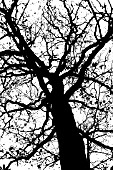 SILHOUETTED TREE