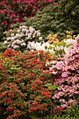 RHODODENDRON WALK, BIRMINGHAM BOTANICAL GARDENS,