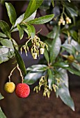 ARBUTUS UNEDO, STRAWBERRY TREE, FLOWERING AND FRUITING AT THE SAME TIME