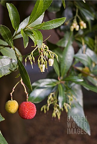 ARBUTUS_UNEDO_STRAWBERRY_TREE_FLOWERING_AND_FRUITING_AT_THE_SAME_TIME