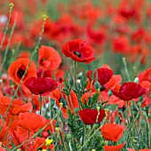 PAPAVER RHOEAS, WILD POPPIES