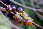 DIOSPYROS LOTUS, (DATE PLUM FRUIT)