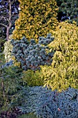 CONIFER BED AT BIRMINGHAM BOTANICAL GARDENS AND GLASSHOUSES