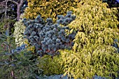 CONIFER BED AT BIRMINGHAM BOTANICAL GARDENS AND GLASSHOUSES