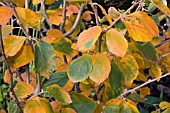 HAMAMELIS BREVIPETALA AT BIRMINGHAM BOTANICAL GARDENS AND GLASSHOUSES