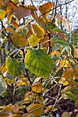 HAMAMELIS BREVIPETALA AT BIRMINGHAM BOTANICAL GARDENS AND GLASSHOUSES